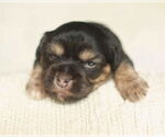 Small Chihuahua Mix