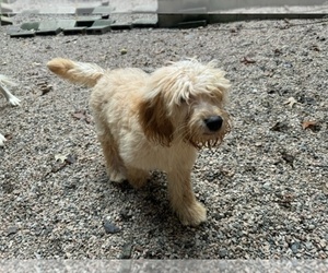 English Cream Golden Retriever-Poodle (Miniature) Mix Puppy for sale in RALEIGH, NC, USA