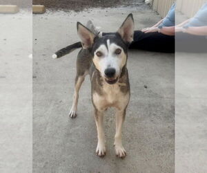 Hattie - Female Siberian Husky-Unknown Mix Dog for Adoption - Photo #5