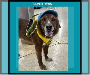 Labrador Retriever-Spaniel Mix Dogs for adoption in Royal Palm Beach, FL, USA