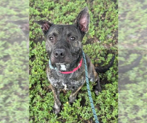 Medium Photo #2 American Staffordshire Terrier Puppy For Sale in Fort Lauderdale, FL, USA