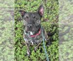 Small #1 American Staffordshire Terrier
