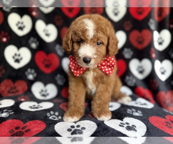 Medium Photo #6 Cavapoo Puppy For Sale in LAKELAND, FL, USA