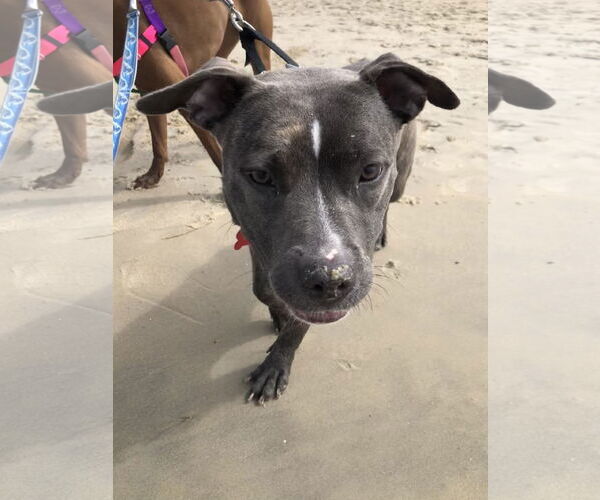 Medium Photo #8 American Pit Bull Terrier Puppy For Sale in Alexandria, VA, USA