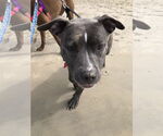 Small #7 American Pit Bull Terrier