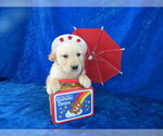 Small Photo #3 English Cream Golden Retriever Puppy For Sale in NORWOOD, MO, USA