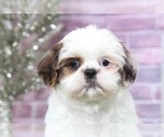 Small Photo #2 Shih Tzu Puppy For Sale in BEL AIR, MD, USA