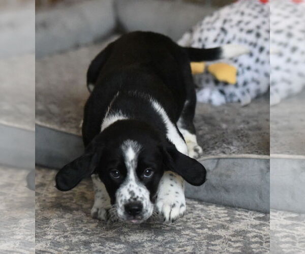 Medium Photo #3 Beagle-Border Collie Mix Puppy For Sale in Mechanicsburg, PA, USA