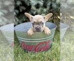 Small #3 French Bulldog