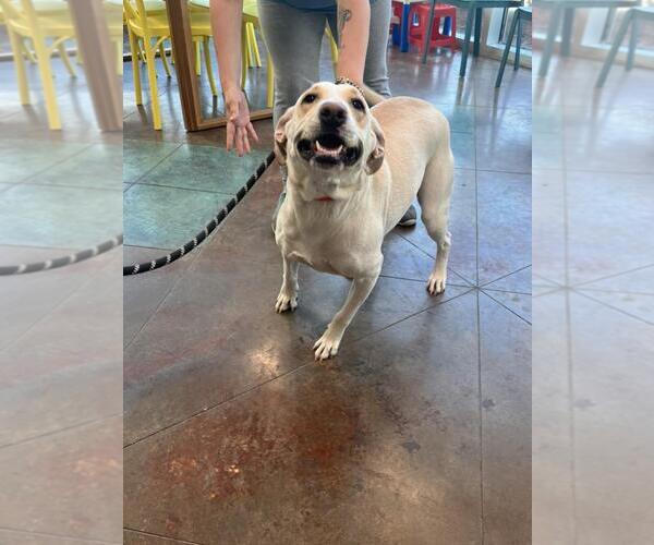 Medium Photo #1 Labrador Retriever Puppy For Sale in Lacombe, LA, USA