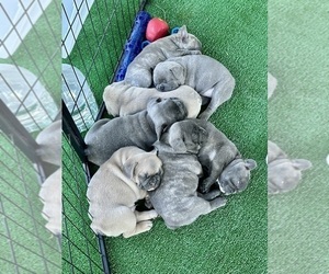 French Bulldog Litter for sale in ORANGE, TX, USA