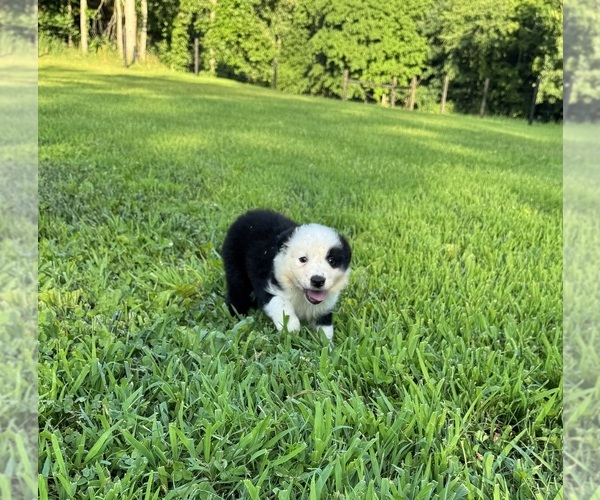 Medium Photo #3 Australian Shepherd Puppy For Sale in SPRINGFIELD, TN, USA