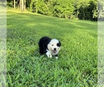 Small #2 Australian Shepherd