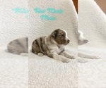 Small Photo #2 Australian Shepherd Puppy For Sale in CROSSVILLE, TN, USA
