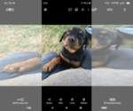 Small #3 Rottweiler