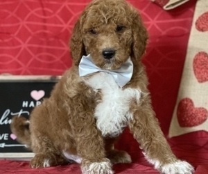 Goldendoodle Puppy for sale in LANCASTER, PA, USA