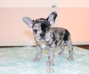 Faux Frenchbo Bulldog Puppy for sale in SHILOH, OH, USA