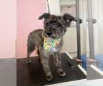 Small #3 Mutt
