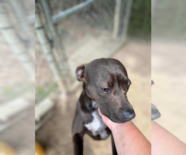 Medium Photo #10 Labrador Retriever-Unknown Mix Puppy For Sale in Orangeburg, SC, USA