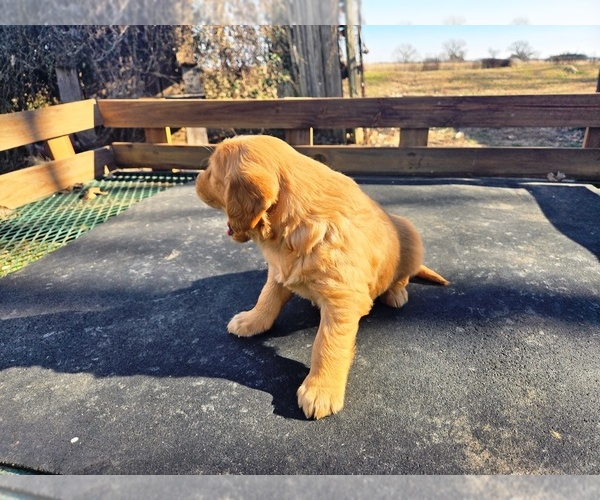 Medium Photo #6 Golden Retriever Puppy For Sale in LEON, KS, USA