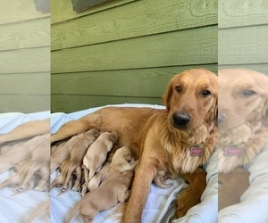 Mother of the Golden Retriever puppies born on 05/12/2022