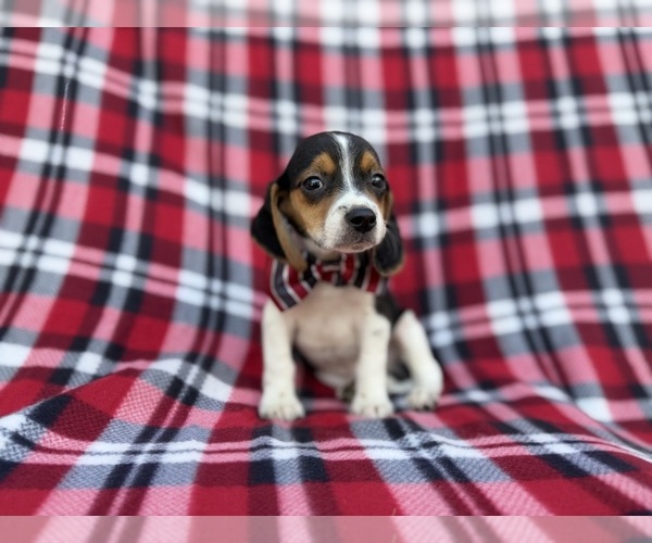 Medium Photo #2 Beagle Puppy For Sale in LAKELAND, FL, USA