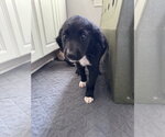 Small #2 Retriever  Mix