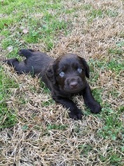 Boykin Spaniel Puppy for sale in CHAPIN, SC, USA