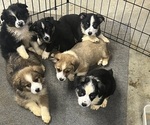 Small Photo #1 Aussie-Corgi Puppy For Sale in MONTAGUE, CA, USA