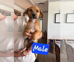 Small #3 Mutt