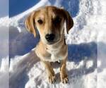 Small #1 Labrador Retriever Mix