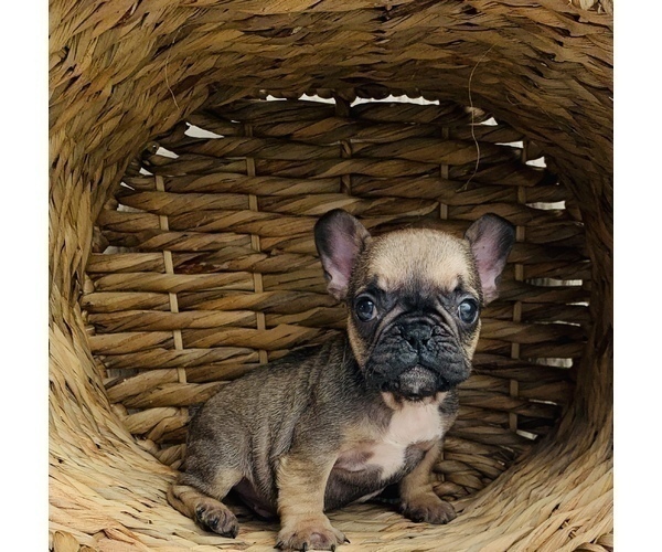 Medium Photo #12 French Bulldog Puppy For Sale in BAKERSFIELD, CA, USA