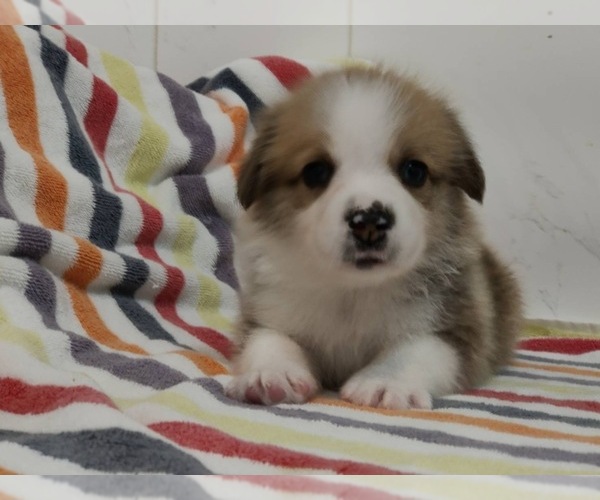 View Ad: Cardigan Welsh Corgi Puppy for Sale near New ...