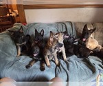 Small Australian Shepherd-German Shepherd Dog Mix