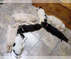 Great Pyrenees-Newfoundland Mix Dogs for adoption in SILOAM SPRINGS, AR, USA