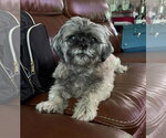 Small #5 Shih Tzu Mix