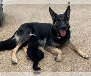 Mother of the German Shepherd Dog puppies born on 07/23/2021