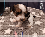 Small #5 Biewer Yorkie