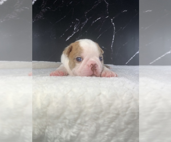 Medium Photo #50 Boston Terrier Puppy For Sale in TULARE, CA, USA