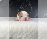 Small Photo #50 Boston Terrier Puppy For Sale in TULARE, CA, USA