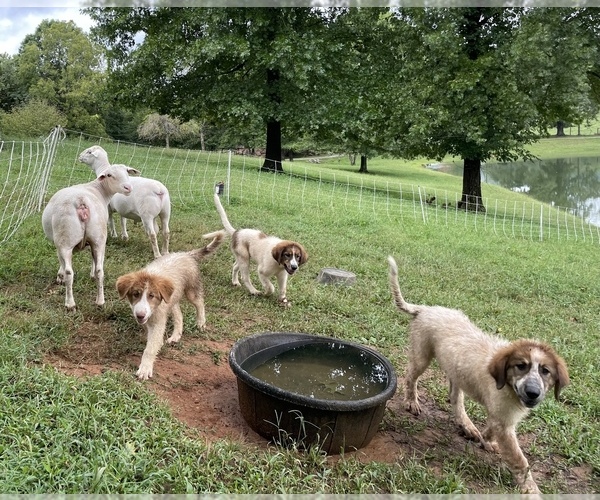 View Ad Karakachan Puppy for Sale near Tennessee, PIKEVILLE, USA. ADN