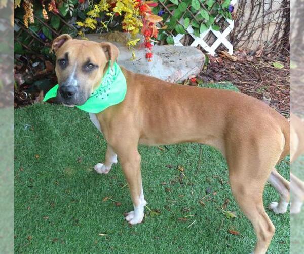 Medium Photo #1 Black Mouth Cur-Unknown Mix Puppy For Sale in Oklahoma City, OK, USA