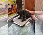 Small Photo #17 Great Dane Puppy For Sale in ALIQUIPPA, PA, USA