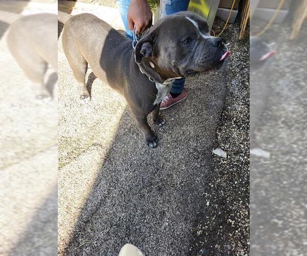 Medium Photo #1 American Staffordshire Terrier-Unknown Mix Puppy For Sale in San Antonio, TX, USA