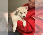 Small Photo #25 Siberian Husky Puppy For Sale in ROSEVILLE, CA, USA