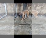 Salt: Not at the shelter - Female Boxer Dog for Adoption - Small photo