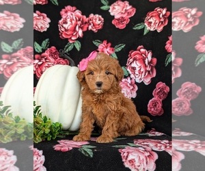 Goldendoodle (Miniature) Puppy for sale in LINCOLN UNIVERSITY, PA, USA