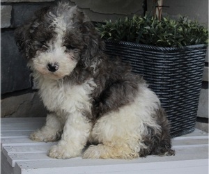 Poodle (Miniature) Puppy for sale in FREDERICKSBURG, OH, USA