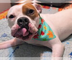 Small #4 American Staffordshire Terrier-Boxer Mix