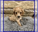 Small Photo #12 Cavapoo Puppy For Sale in EL RENO, OK, USA